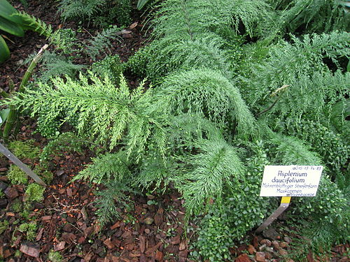 Asplenium daucifolium